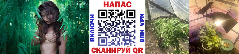 Купить где  Сланцы  Бошки Шишки ГИДРОПОН 